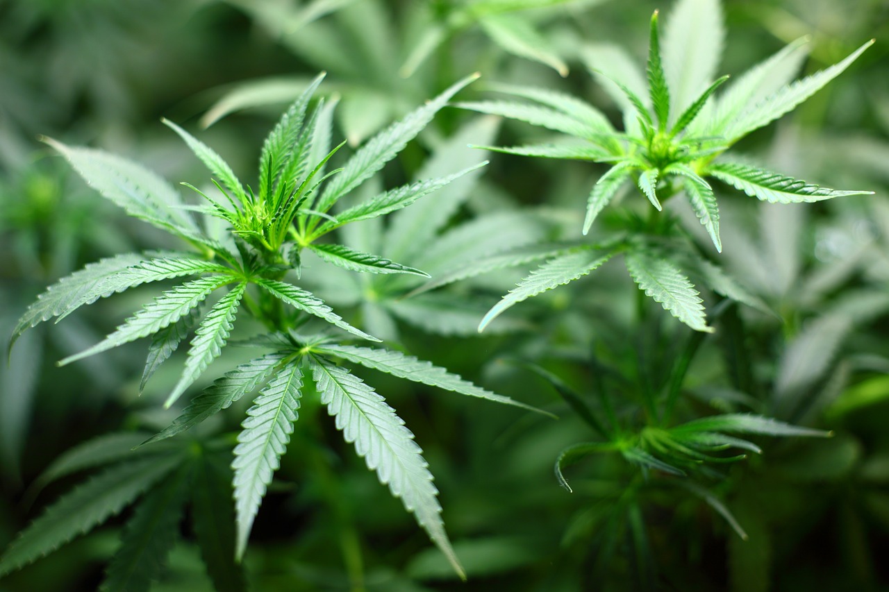 Medical Marijuana for Dogs: Our Vet Explains The Legality, Needs & Uses