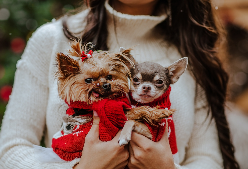 Getting a Puppy for Christmas: 14 Important Things to Consider (Vet Verified)