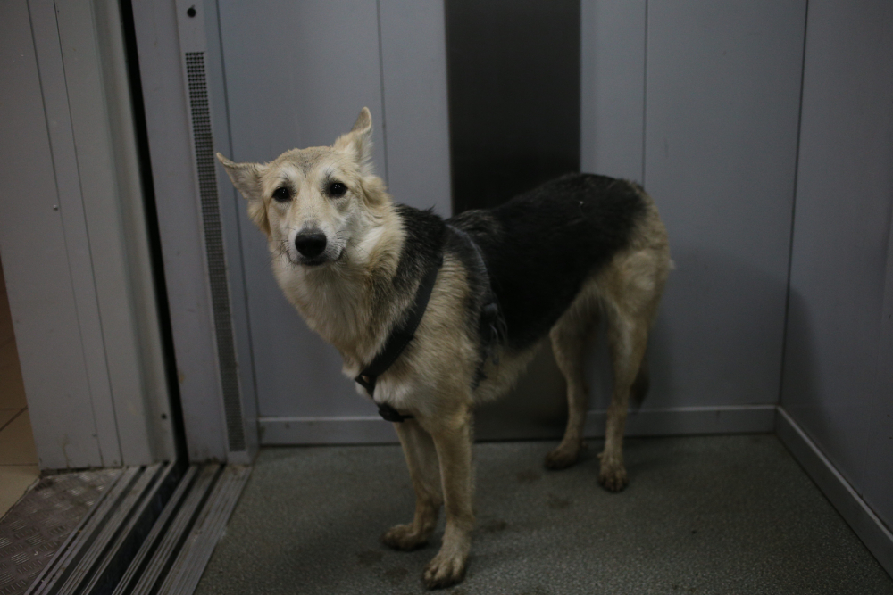 mixed breed shepherd dog looking confused inside the elevator