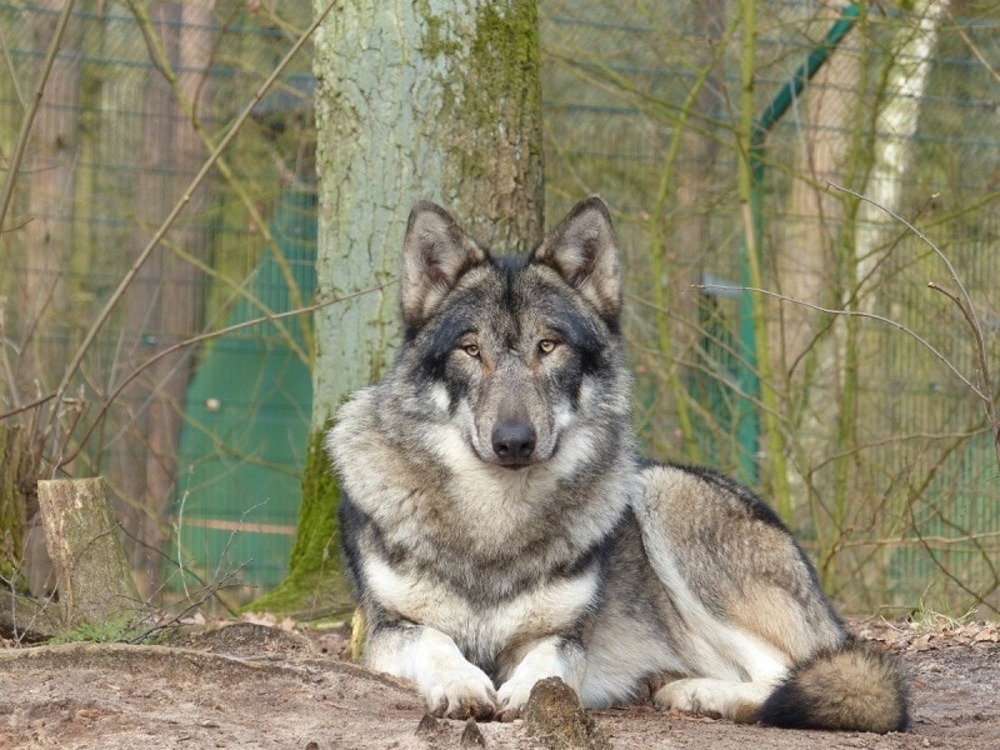 Native American Indian Dog: Info, Pictures, Care, Traits & More