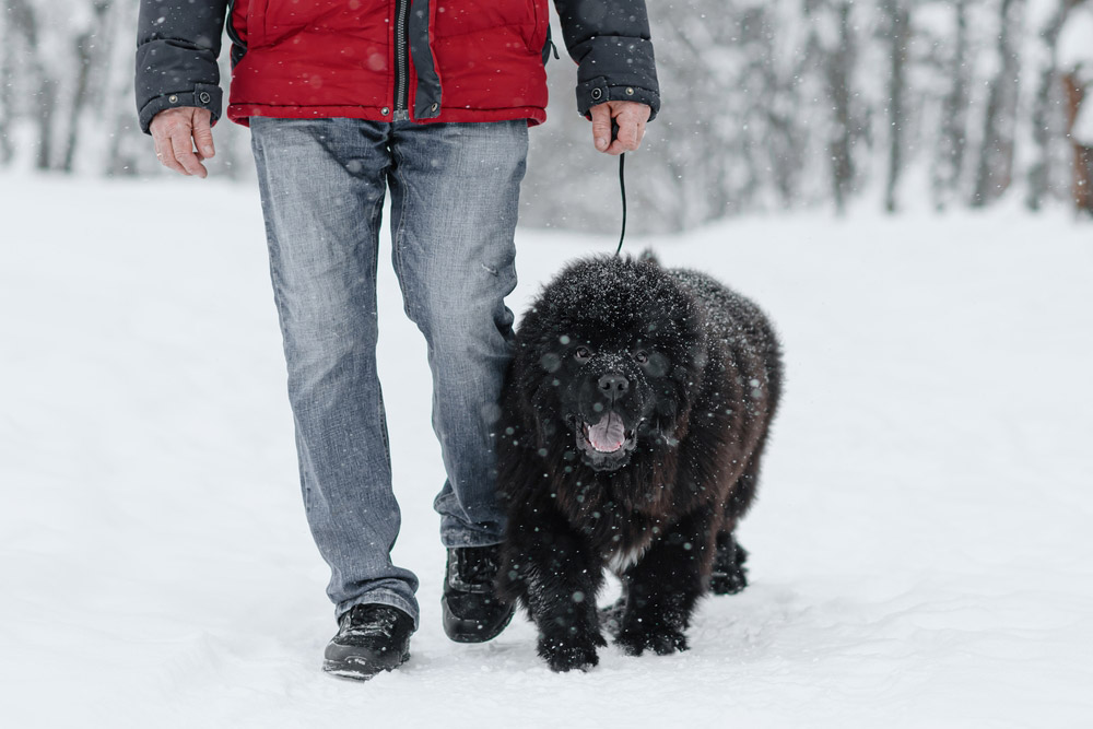 How to Train a Newfoundland Dog: 11 Vet-Recommended Tips