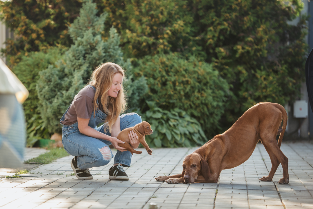 How to Introduce a Puppy to a Dog: 7 Vet-Approved Tips
