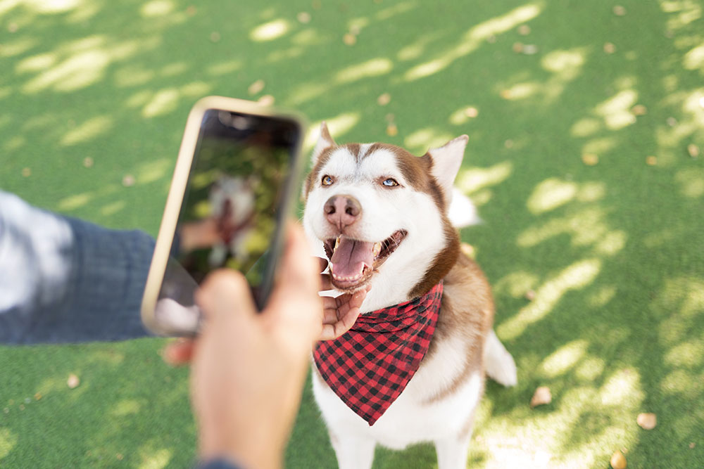 How to Make Your Dog Famous: 7 Tips to Stardom