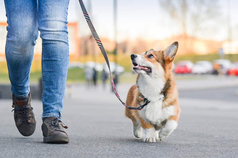 Corgi Training: Tips & Tricks for Puppies & Adult Corgis