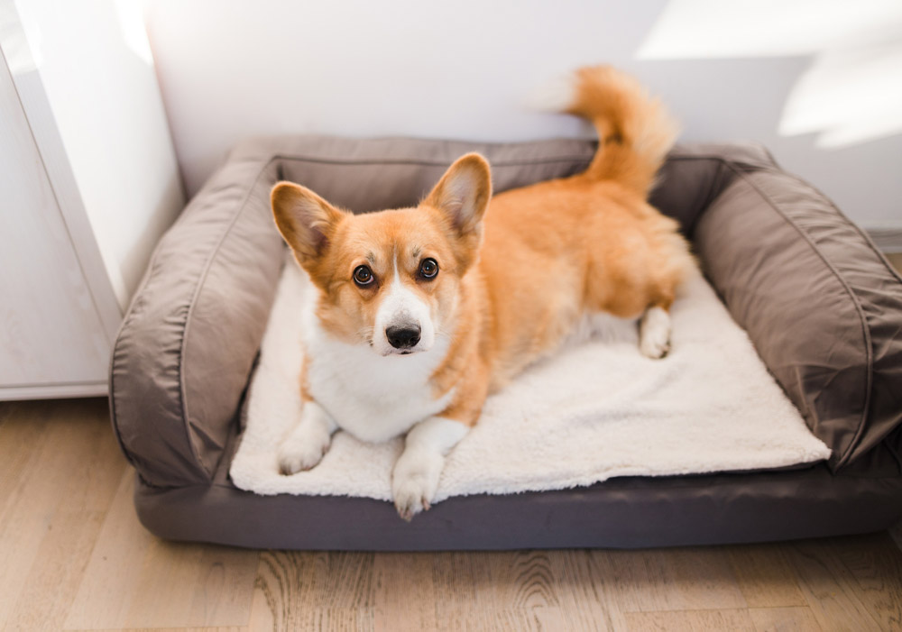 pembroke welsh corgi dog lying on bed