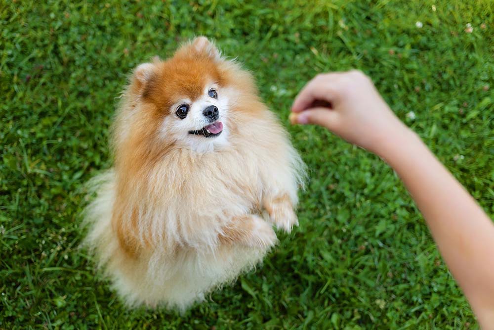 person using treats to train pomeranian