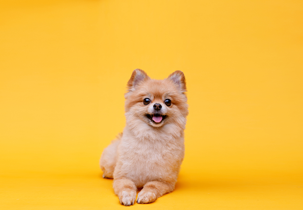 13 Interesting Facts About Small Dogs You Need to Know