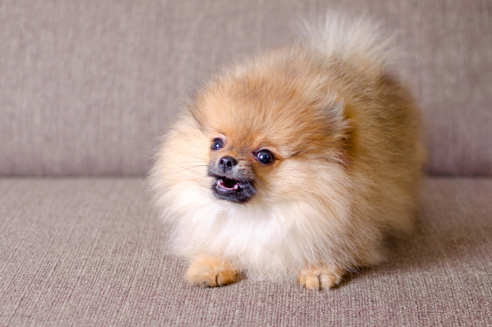 How To Care for A Pomeranian's Teeth: Vet-Approved Guide & Tips