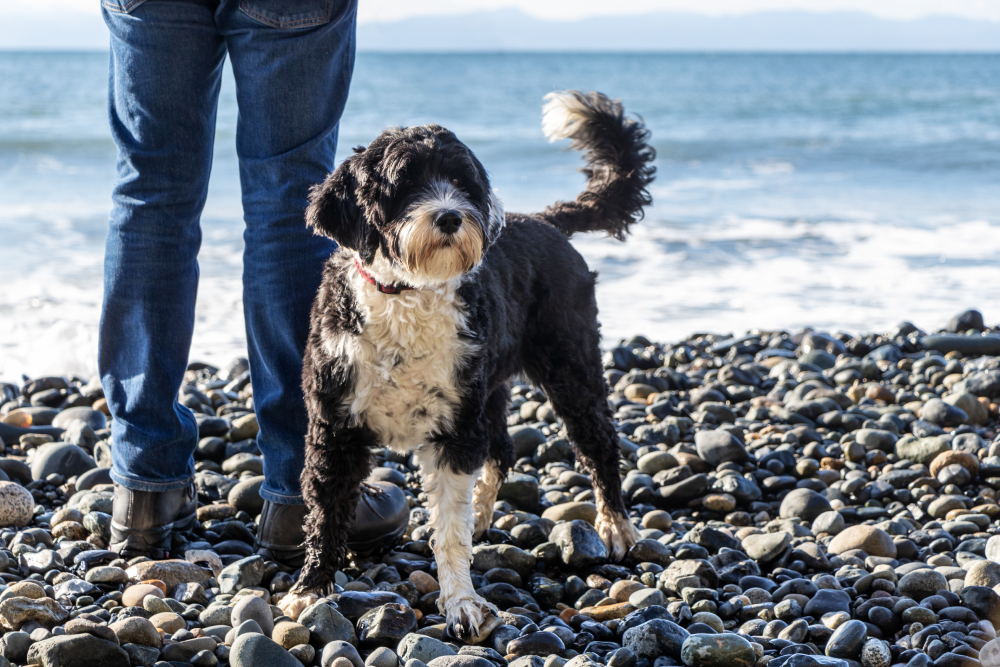Beach Vacationing With Dogs: 12 Tips to Make It Amazing