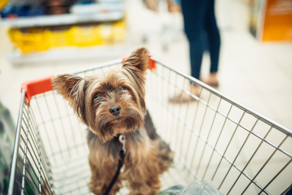 What Grocery Stores Allow Dogs? 2026 Update