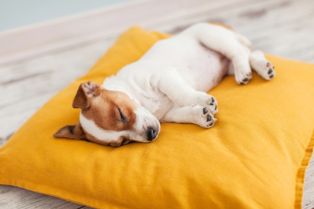 puppy sleeping on pillow bed