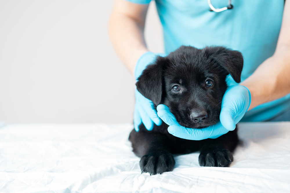 When to Take a Puppy to the Vet for the First Time? Vet-Verified Facts & FAQ