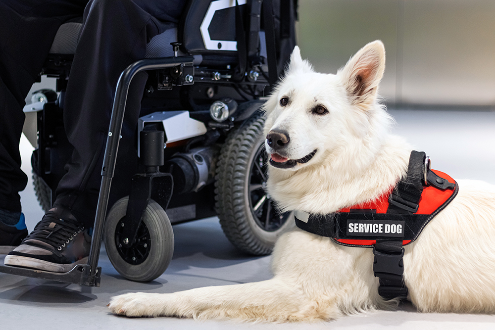 Do Service Dogs Have to Wear a Vest? Vet-Verified Facts & Info