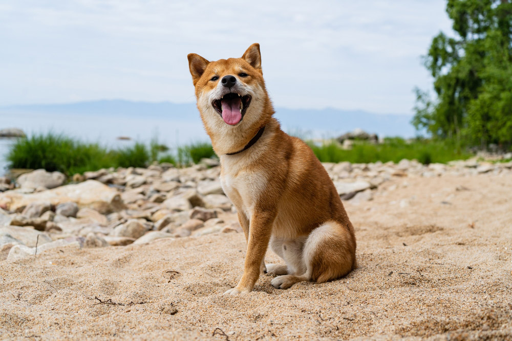 How Big Will My Shiba Inu Get? With Growth & Weight Chart