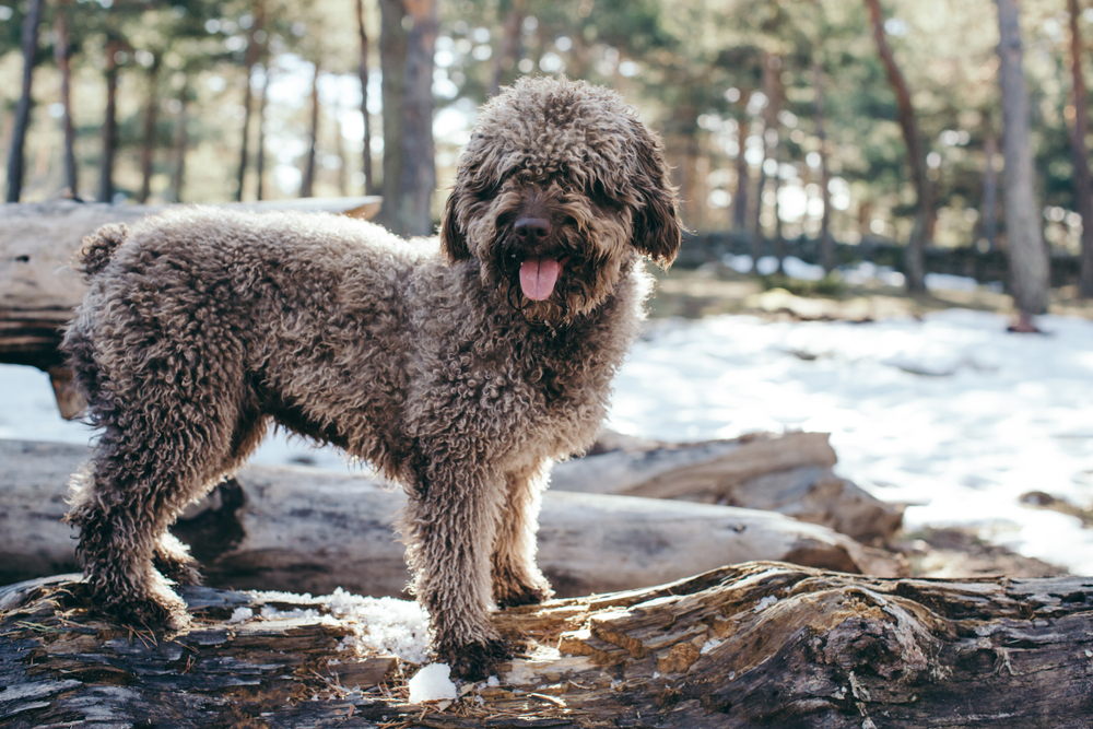 Are Spanish Water Dogs Hypoallergenic? Vet-Verified Facts & FAQ