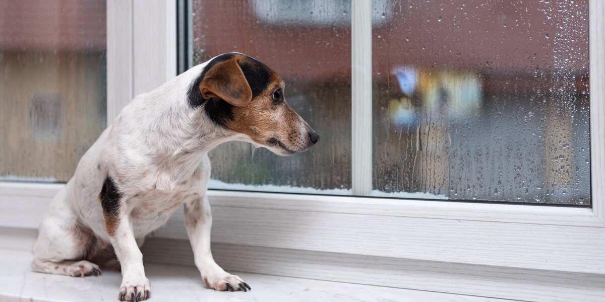 Do Dogs Pee More in Cold Weather? Vet-Verified Facts & Useful Tips