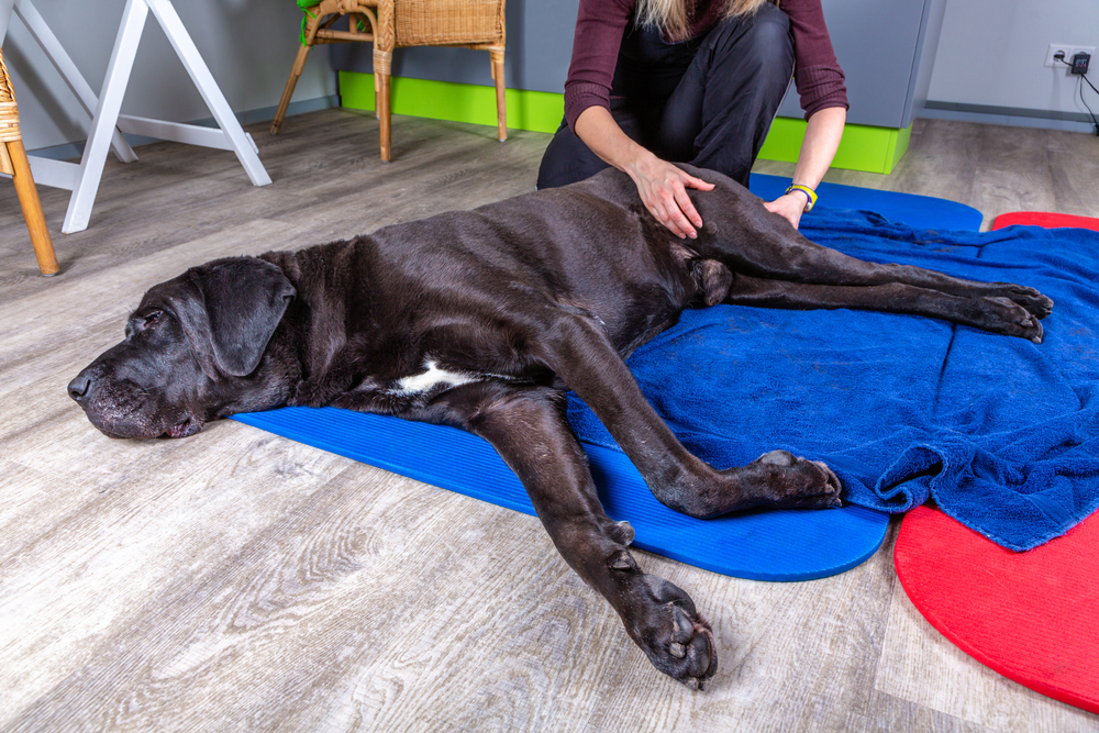 How to Massage a Dog with Arthritis: 6 Expert Tips (Vet Answer)