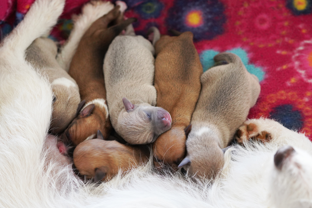 How to Help a Dog Give Birth for the First Time at Home: 11 Dog Pregnancy Tips (Vet Verified)