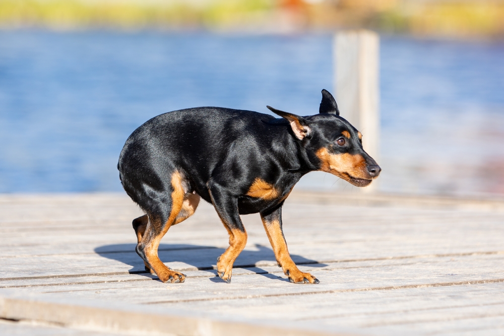 Hydrophobia in Dogs: Vet-Verified Signs, Causes & Care Guide