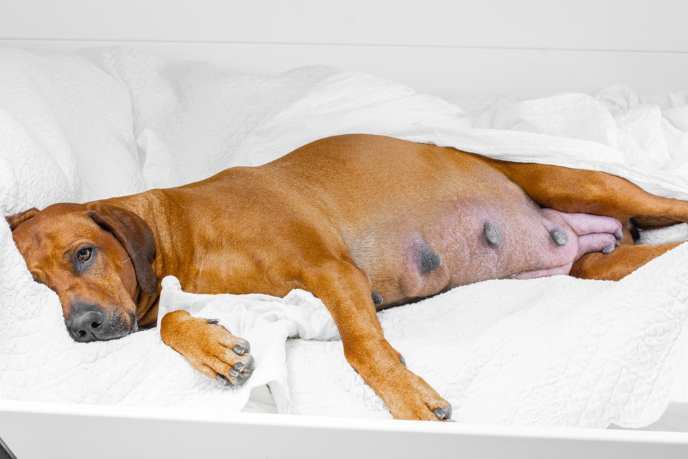 Mastitis in Dogs: Our Vet Explains the Causes, Signs, Diagnosis & Treatment