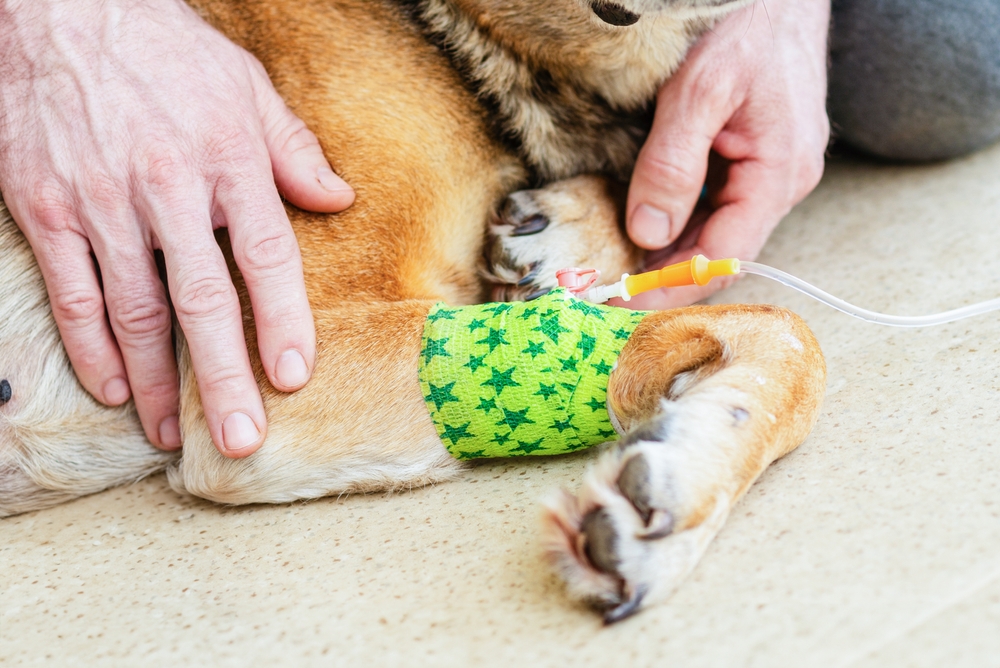 Chemotherapy for Dogs: Costs, Side Effects, & What to Expect (Vet-Approved)