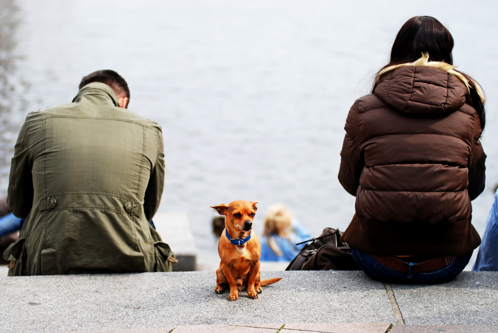 Does My Dog Miss My Ex? Vet-Verified Signs to Tell