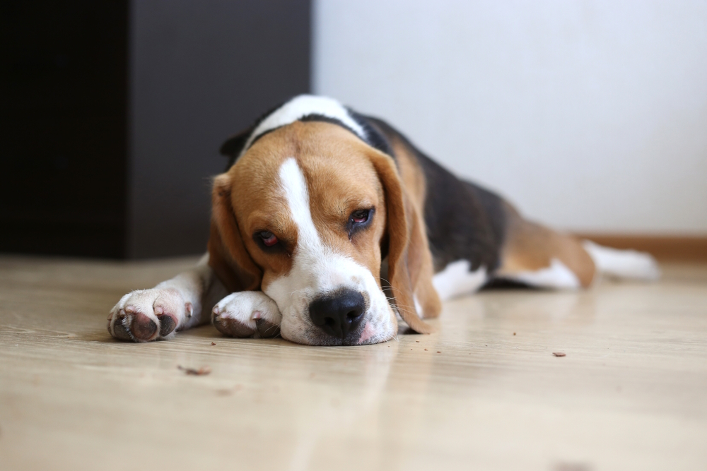 Back Pain in Dogs: Our Vet Explains Signs, Causes & Treatment