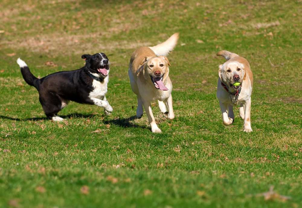 Where Do Dogs Come From? Vet-Verified Facts & Explanation