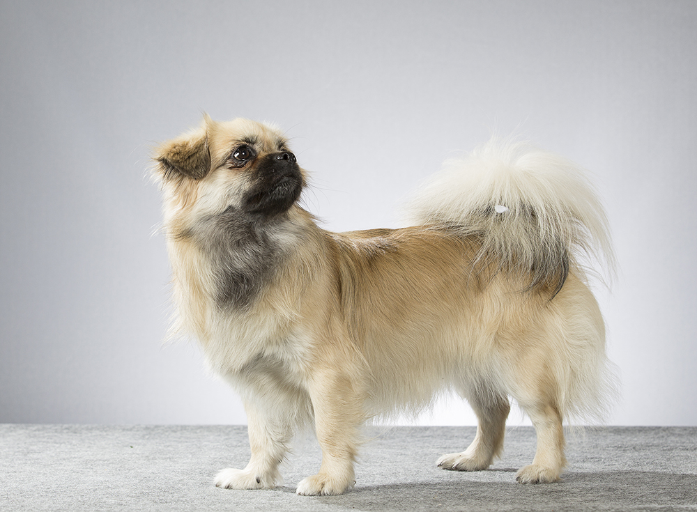 Tibetan spaniel dog indoor
