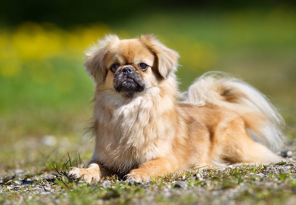 Tibetan Spaniel Dog Breed: Info, Pictures, Facts & Traits