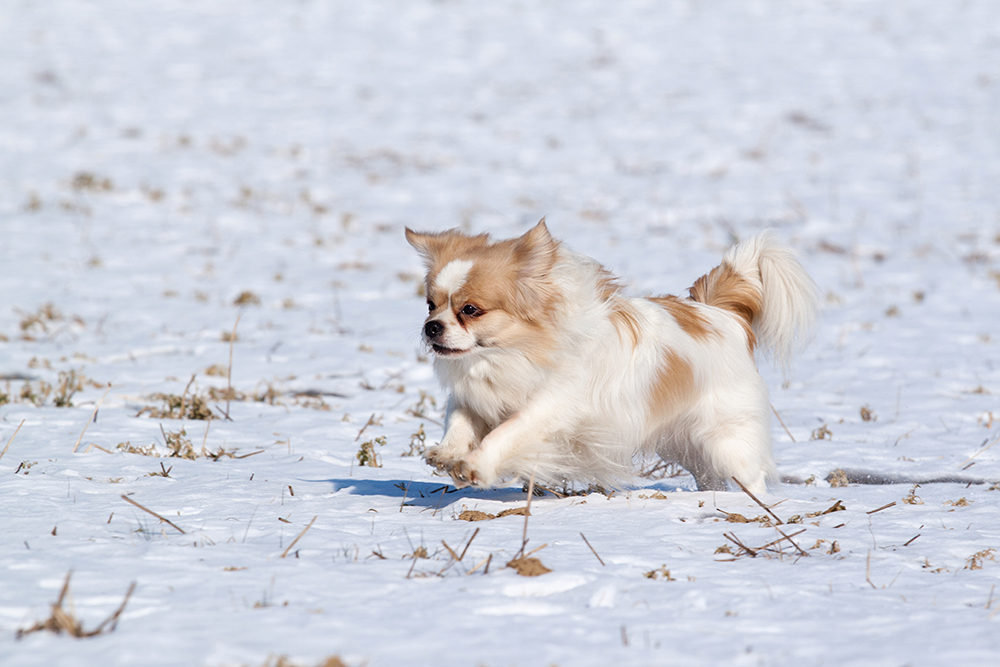 7 Dog-Friendly Winter Vacations Locations to Getaway to in 2026