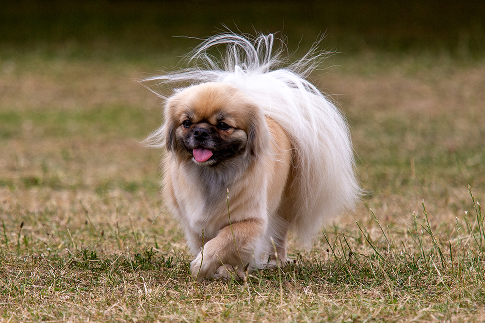 Tibetan Spaniel dog walking at the park