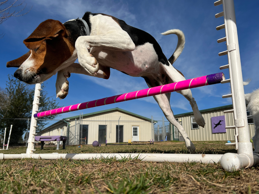 Dog Agility: Basics & Benefits of This Amazing Sport