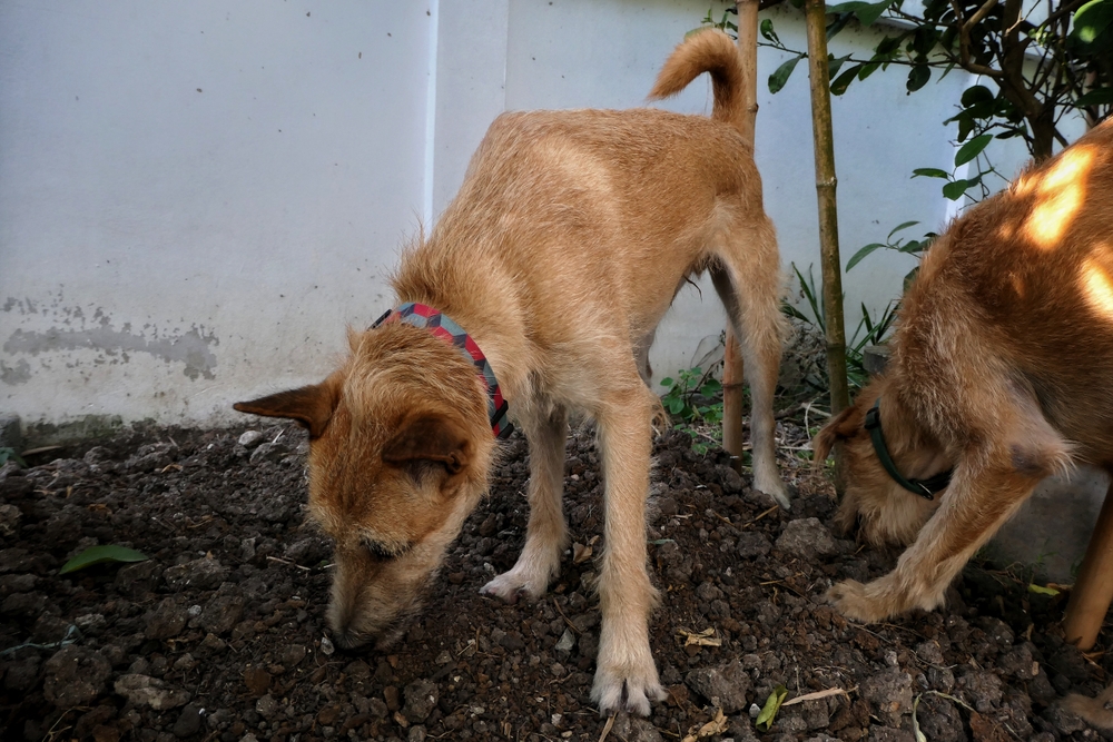 PetWireDaily — Why on Earth Do Dogs Eat Socks, Rocks, and Dirt?
