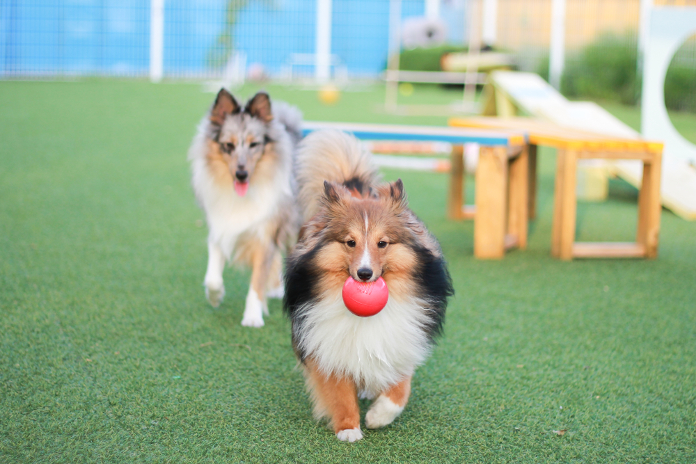 Do Dogs Need a Friend? 8 Vet-Approved Tips for Finding a Dog a Playmate