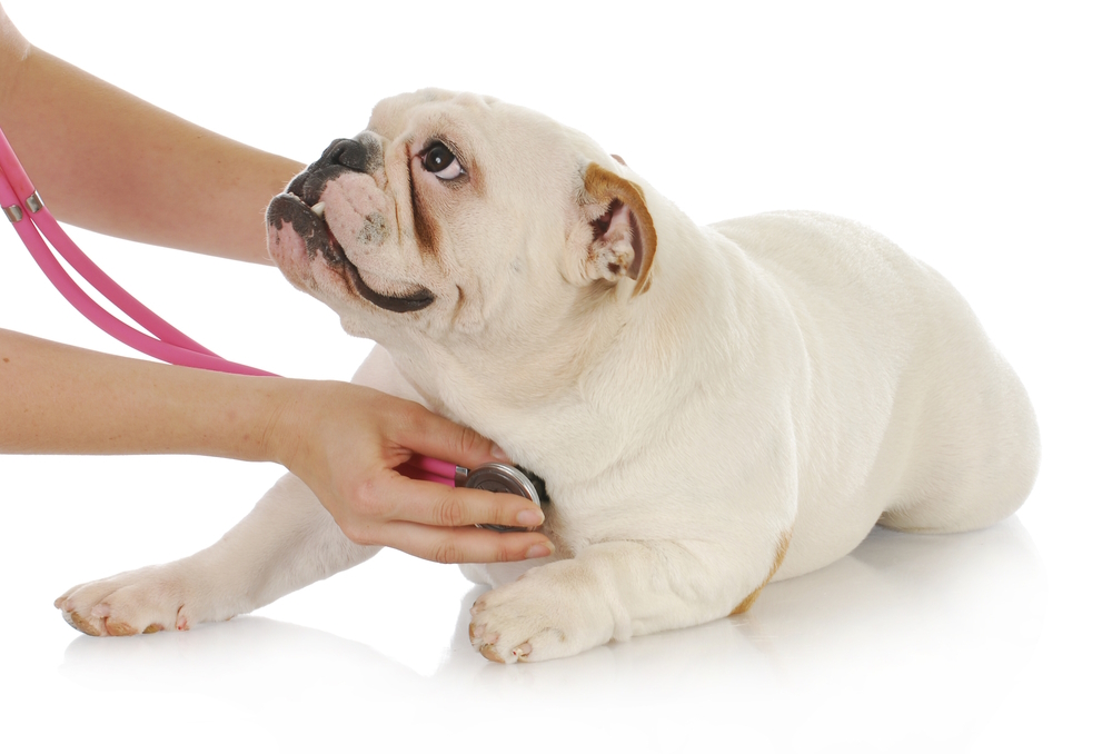 Heart Disease in Dogs: Signs, Causes & Treatments (Vet Answer)