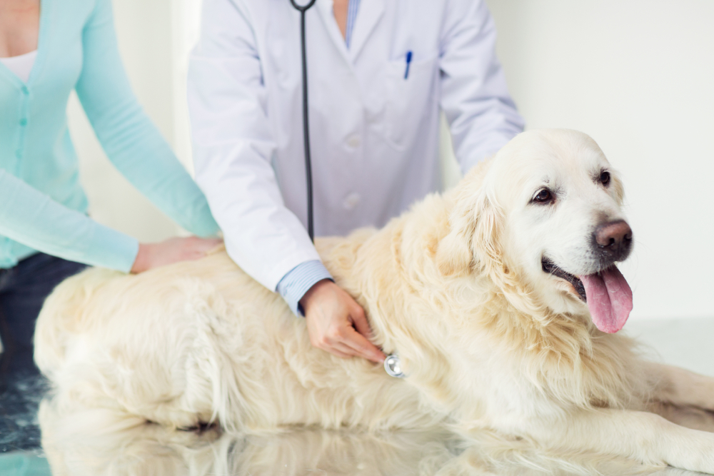 How Do Dogs Get Respiratory Infections & Signs to Monitor (Vet-Reviewed)