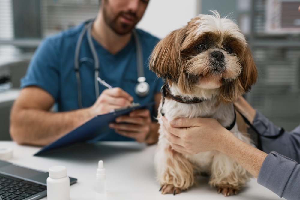 My Dog Has A Lump On Their Chest: Should I Be Worried? Vet Reviewed Advice