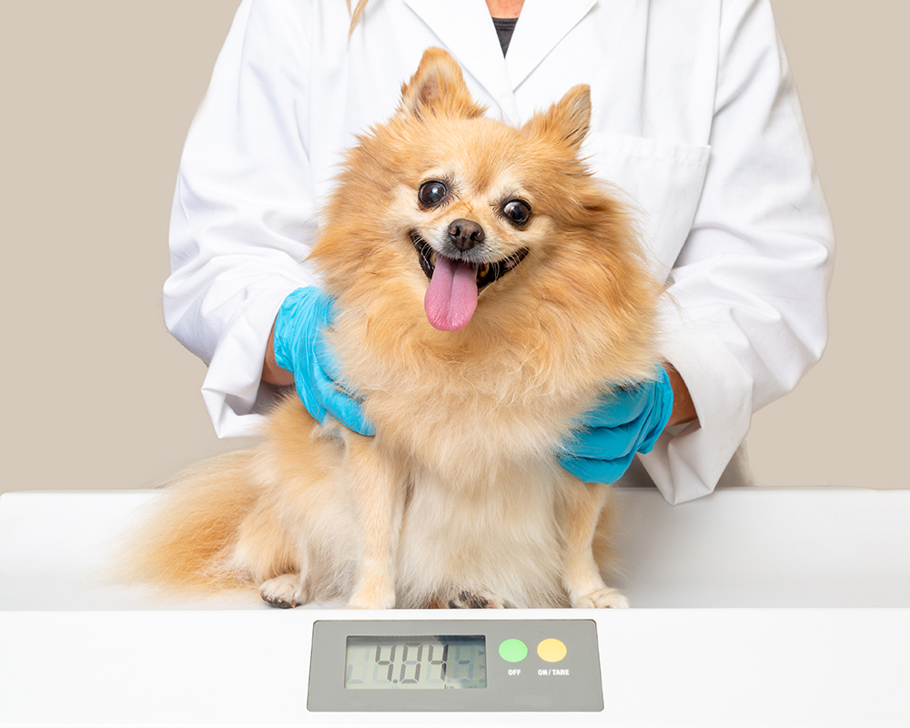 How Heavy Should My Dog Be? Vet-Approved Ideal Weight Chart