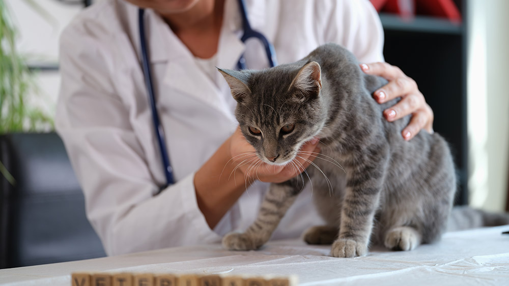 veterinarian holds sick cat close up