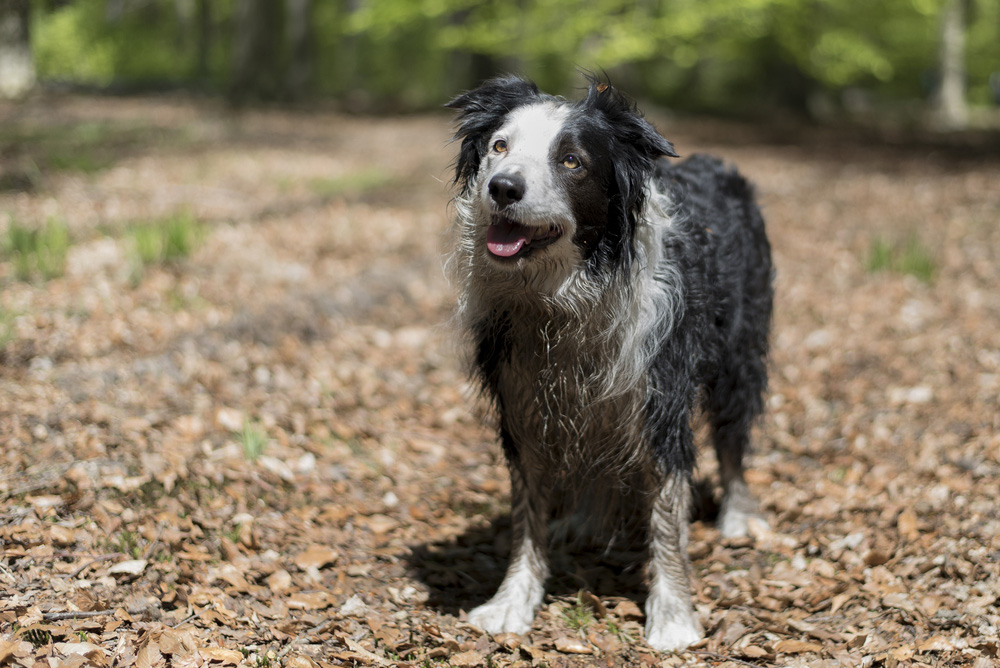 Why Do Dogs Smell Bad When Wet? Vet-Approved Facts & FAQ