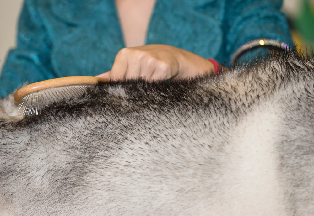 woman brushing the dog with pin brush