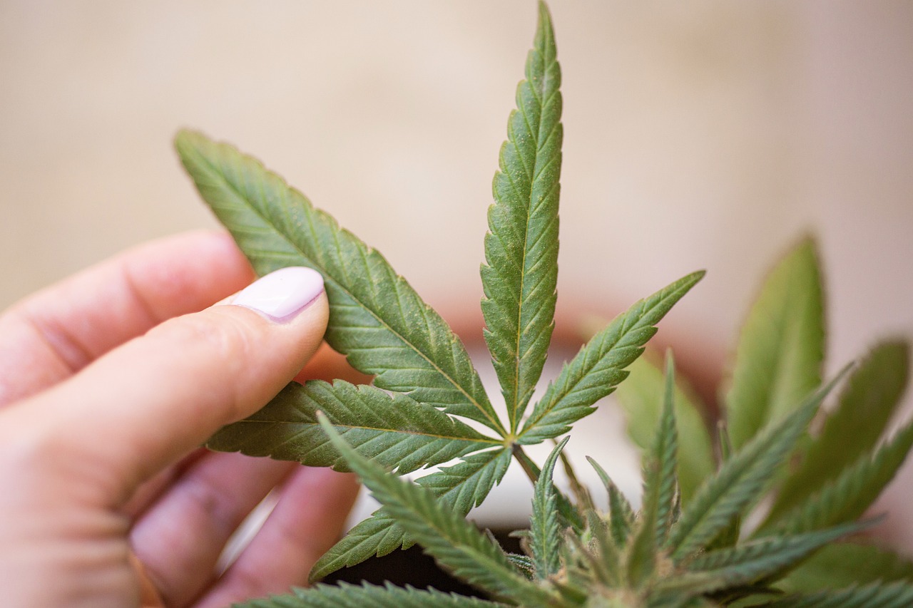 woman holding marijuana leaves