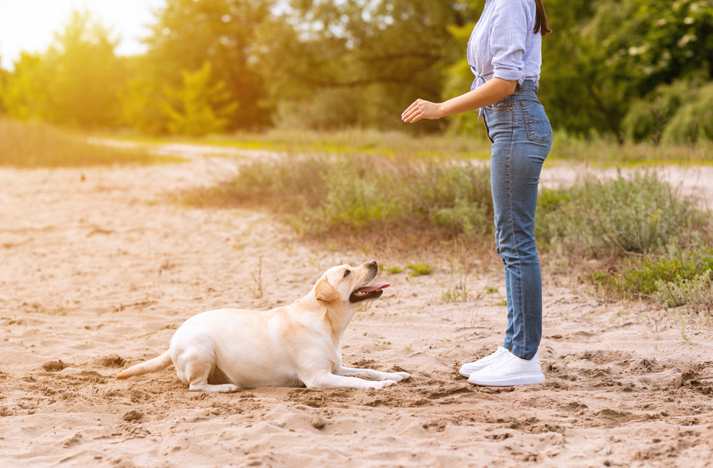 How to Train 6 Classic Cues for Dogs: Vet-Approved Training Guide