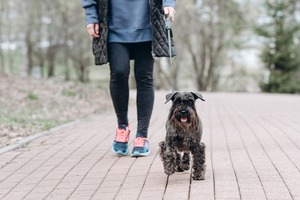 woman walking her miniature schnauzer