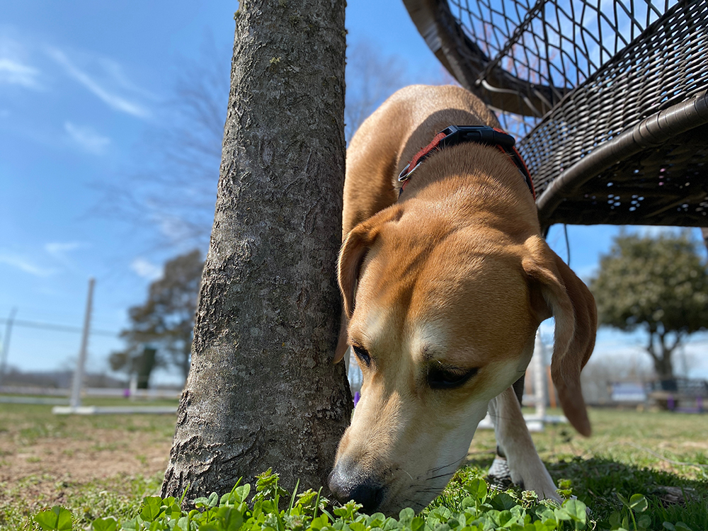 Does Nose Work Tire Dogs Out? Vet-Reviewed Care Facts