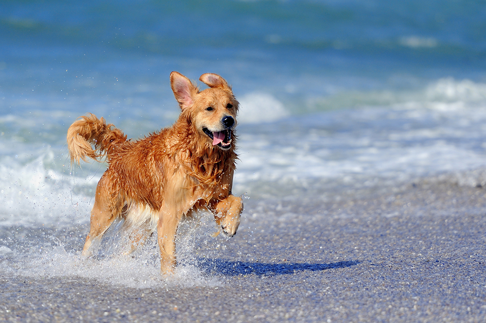 Is Venice Beach Dog-Friendly? What You Need to Know!
