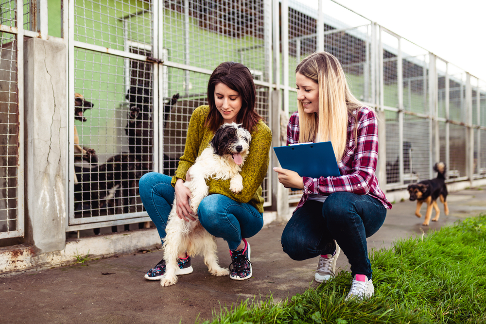Why October Might Be the Best Month to Adopt a Shelter Dog!
