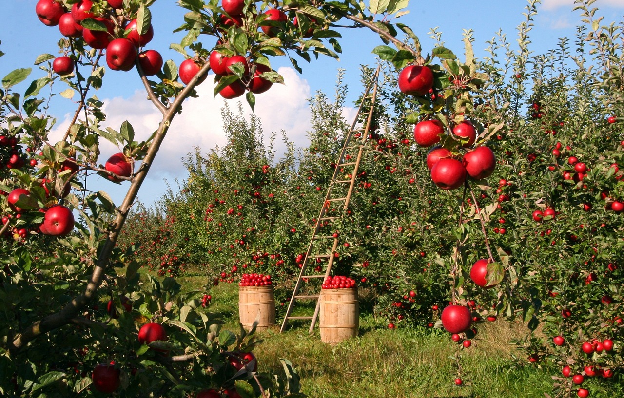 Dog-Friendly Apple Orchards: Pros, Cons & Tips (Vet Verified)