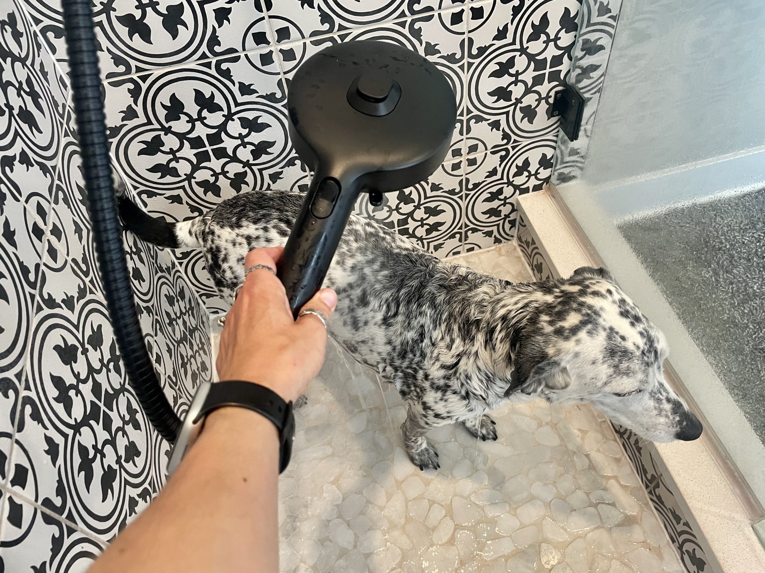 DOG_SAPR_Brondell Dog Shower Head